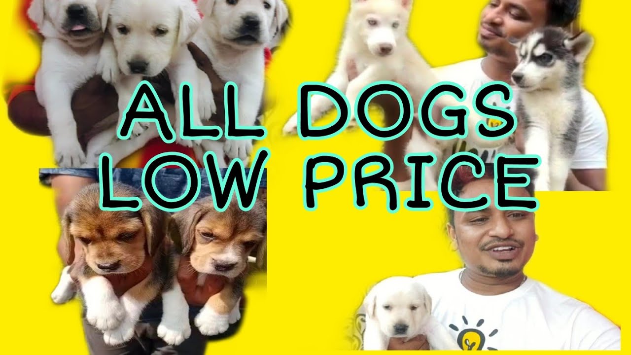 low price dogs for sale