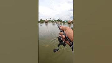 Câu lure cá chẽm , mồi mềm Lemur Catta lưỡi đơn chì chạy