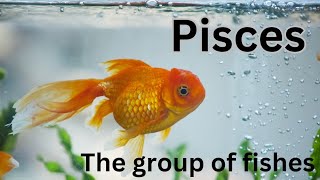 Pisces / fishes aquatic vertebrates #science #animal #vertebrates #fish #pisces