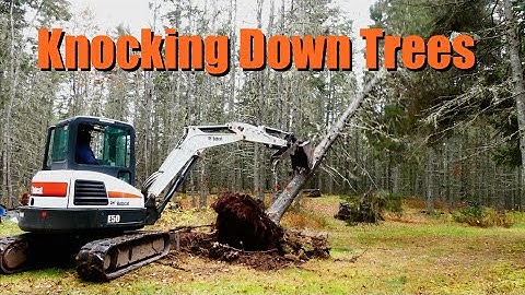 Knocking Down Trees with my Bobcat E50