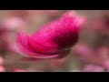 Dreamland, Dream flowers (HD1080p)