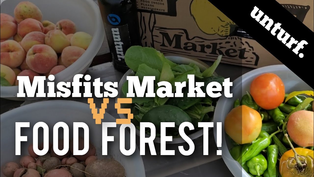 FOOD FOREST vs FOOD SHIPPED IN-A-BOX | A Misfits Market Review & Unboxing By A Permaculture Gardener