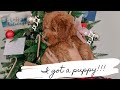 Getting my mini goldendoodle puppy & the first days...