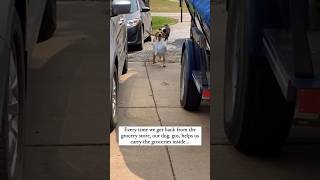 Grocery Hero Watch My Labrador Retriever Carrying The Groceries