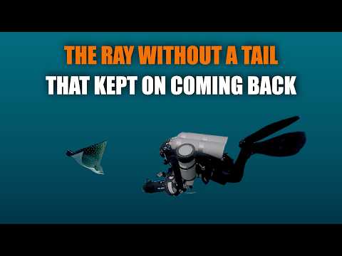 Tail-Less Eagle Ray:
