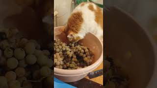 cat fly grapes