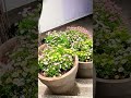 Flowers #floweringplants #youtubeshorts #nature #gardening #flowers #beautiful #gardendesign