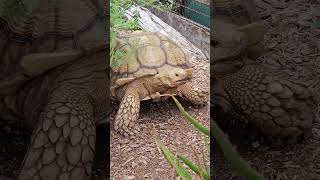 огромная черепаха#reptiles #animals #lizard #wildlife #zoo #nature #birds #wildanimals #cute