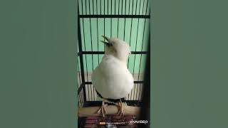 jalak putih jantan gacor full isian #kicaumania #hewan #burungmasteran #jalakputih #burunggacor