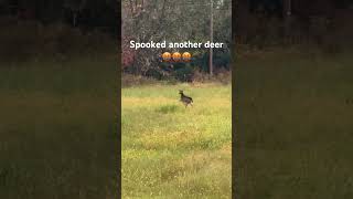I hate spooking deer!!!! #hunting