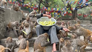 Hungry Monkeys & Dogs are waiting for Food