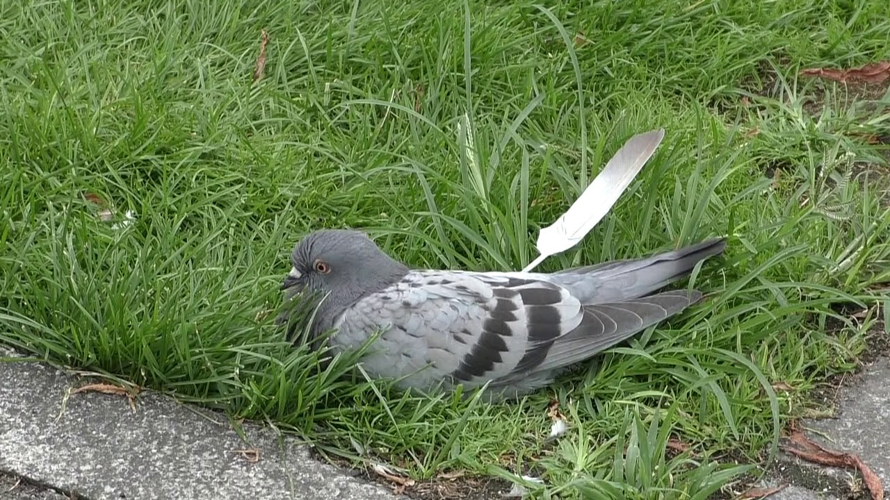 カラスに襲われて横たわるハト 秋田市千秋公園 大手門の堀 Youtube