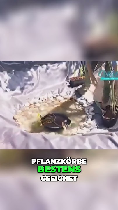 Die perfekte Bepflanzung für Ihren Gartenteich. YouTube