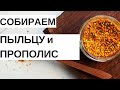 СОБИРАЕМ ПЫЛЬЦУ И ПРОПОЛИС