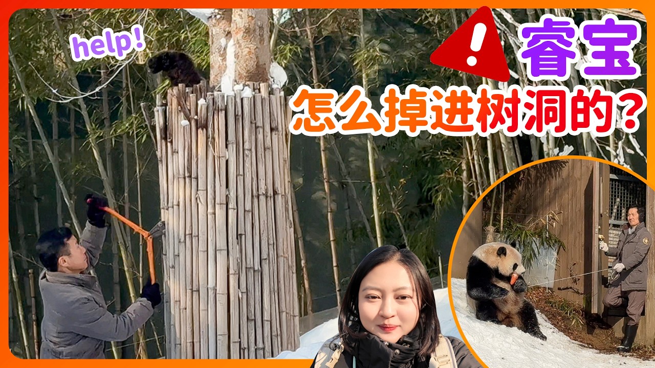 睿宝怎么掉的树洞里的❓姜宝和宋宝协作营救 被睿宝惊吓 被爱宝感动💗的一天#ruibao #huibao #睿寶#輝寶#姜寶#大熊貓 #panda #愛寶樂園 #everland #루이바오 #후이바오