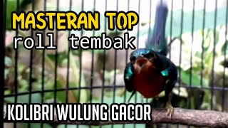 masteran kolibri wulung rol tembak