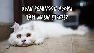 Udah Seminggu Adopsi Kucing Tapi Masih Stess. Gimana Penanganannya?