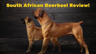 🇿🇦 The South African Boerboel: Unleashing The Super Power Dog! 🐾 Boerboel Review 🌟