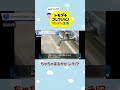 【トモコレ】ちゃちゃまるがピンチ！？ #Shorts #トモコレ