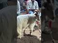 1 LAKH KA BAKRA // बकरा मंडी भोपाल #virlshort #youtubeshort #barka #eid