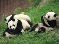 Baby Pandas Play In China