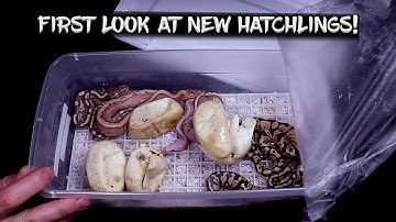 First Look at New Ball Python Hatchlings out of the Incubator!