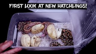 Famous First Look at New Ball Python Hatchlings out of the Incubator! Net Worth
