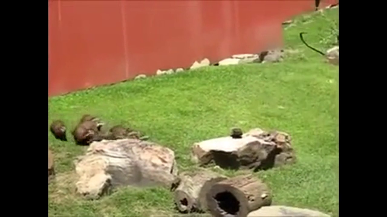 12.04.2017 Лучшие коубы дня: Животные #34 / Best coub daily: Animals #34