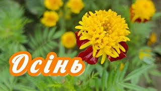 картинка: Осінь... з бонусом 
