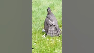 SPARROWHAWK ATTACK HARASSED BY TWO MAGPIES #ANIMALS #SHORT #BIRDS #SHORTS