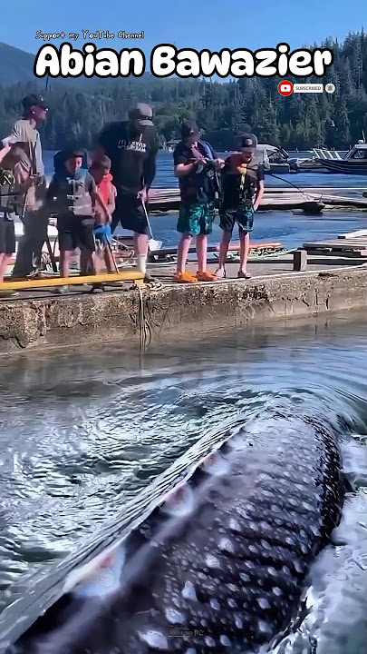 Strike! Mancing di dermaga dapat ikan monster#short