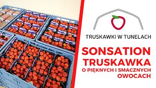 Sonsation - truskawka o pięknych i smacznych owocach