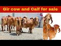 7 gir cow and calf for sale good quality and blood line