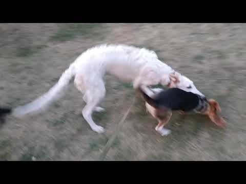 Видео: В чем разница между борзой и гончей собакой?