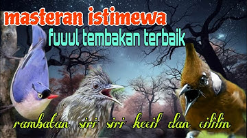 Masteran istimewa rambatan siri siri dan cililin 🔥🔥
