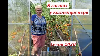 В гостях у коллекционера томатов. Август  2020