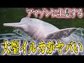 1分で分かる動物紹介 アマゾン川に生息する大型イルカの生態…【キモカワな哺乳類#20】#shorts