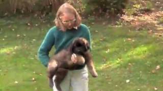 LEONBERGER TEMPERAMENT