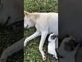 She looks tired but still feed her kids. Mother always sacrifice for her babies #shorts #sweet #dog