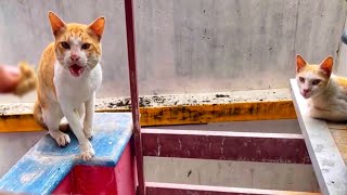 friendly stray Cats climb at roof top just to ask for food- Cat Video #cat #cats by Brunei Cat Lovers 447 views 1 year ago 3 minutes, 15 seconds