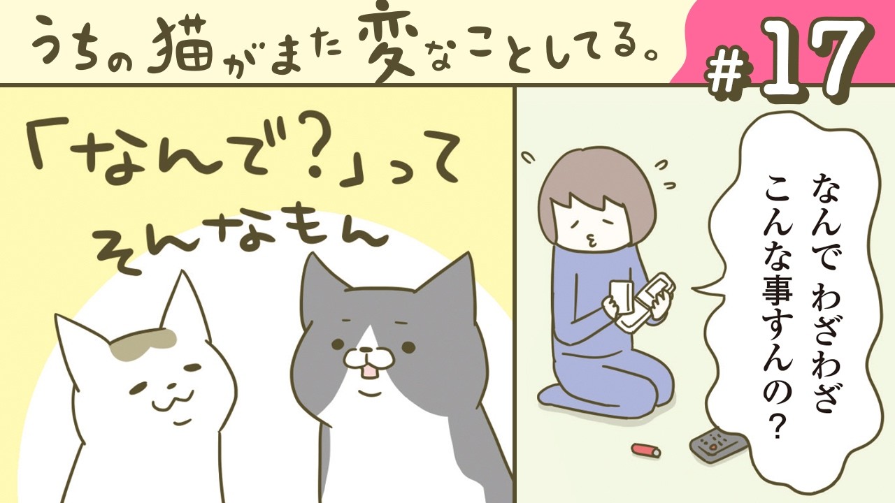 【漫画】トンちゃん入り袋/理由を問えば/他(CV:悠木碧、小市眞琴、森永千才、平川嵐)|『うちの猫がまた変なことしてる。』(17)【マンガ動画】ボイスコミック