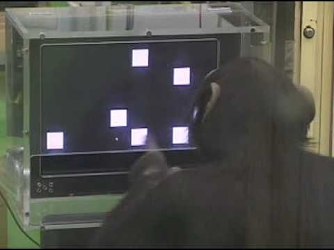 Chimp Ayumu touching numbers 1-9 smart!