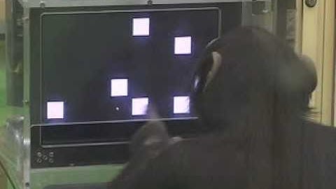 Chimp Ayumu touching numbers 1-9 smart!