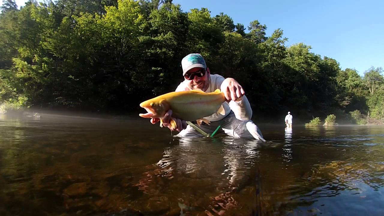 20" Palomino (Albino) Rainbow Trout YouTube