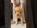子猫が気になって仕方がない大型犬...【ゴールデンレトリバー・ボーダーコリー】#shorts