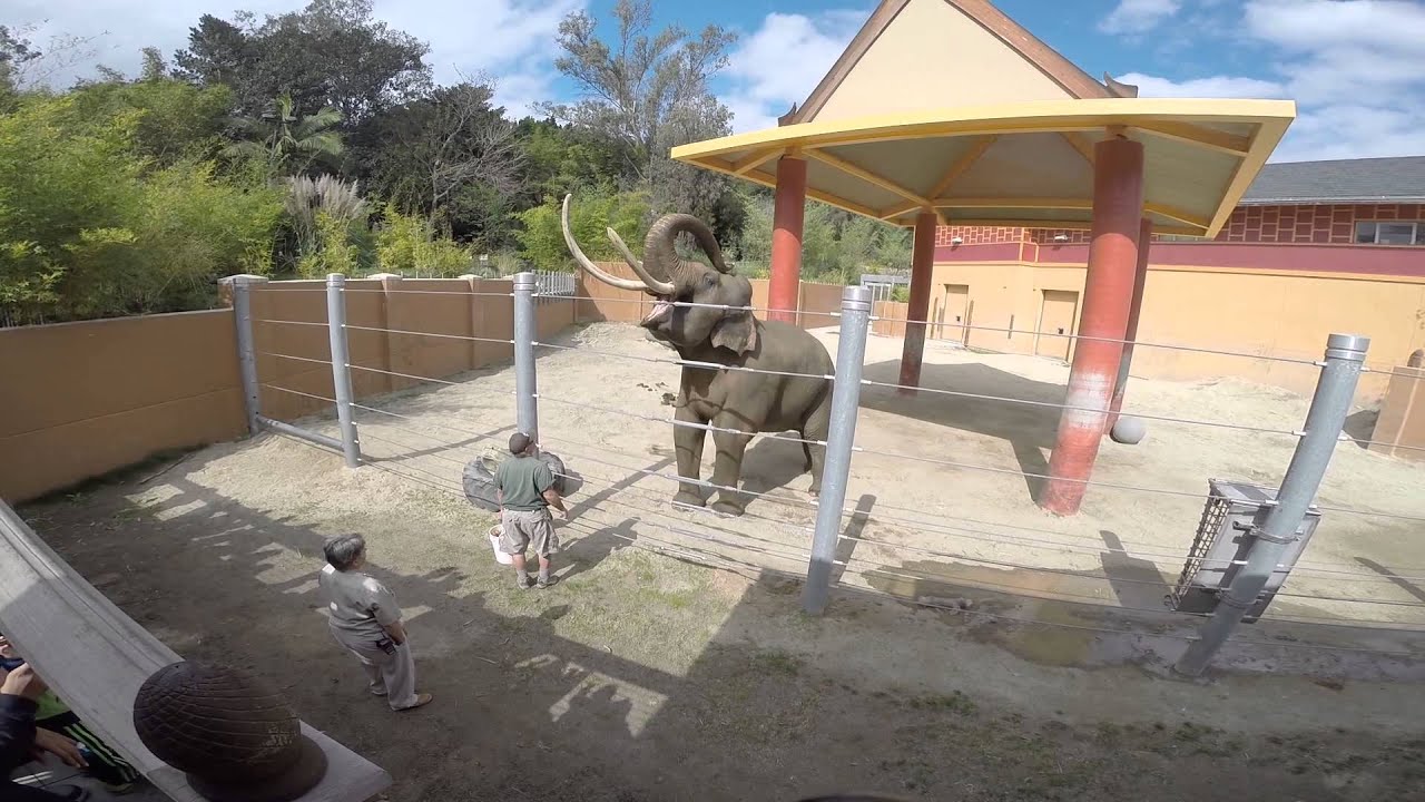 LA Zoo 2015 002 - YouTube