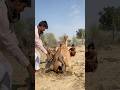صبي أفريقي يمارس الجنس مع جمل بري بالطريقة القديمة المثلى صبي أفريقي يمارس الجنس مع جمل بري بالطريقة القديمة المثلى