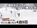 【雪中キャンプ】大雪すぎて 雪の壁で囲われたドッグフリーサイトが完成しました - 大寒波の年越し雪中キャンプ #2