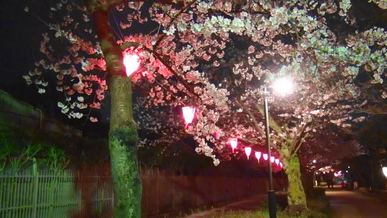 高岡古城公園 富山 年桜祭り 夜桜ライトアップ 見頃情報 Amatavi