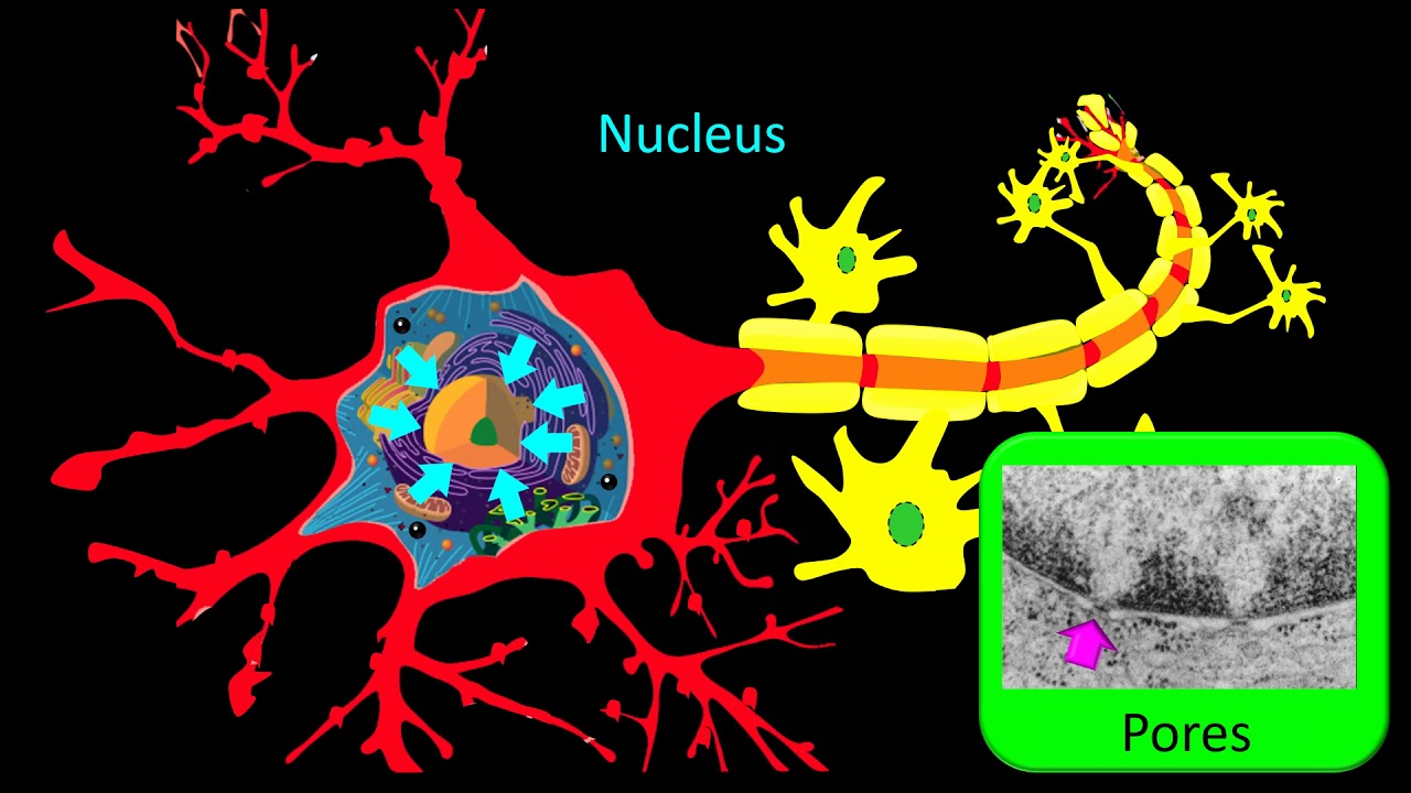 Neurohistology Overview